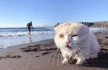 别人家的猫第一次去海边，直接“恶龙咆哮”：哇！好大的猫砂盆