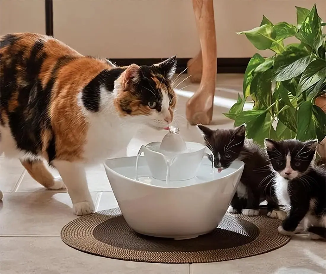夏天猫咪“最害怕”什么？那就是没有水喝！
