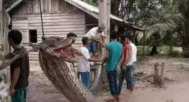 印度惊现千年巨蟒，十位成年的印度男子合力，才成功捕抓到它