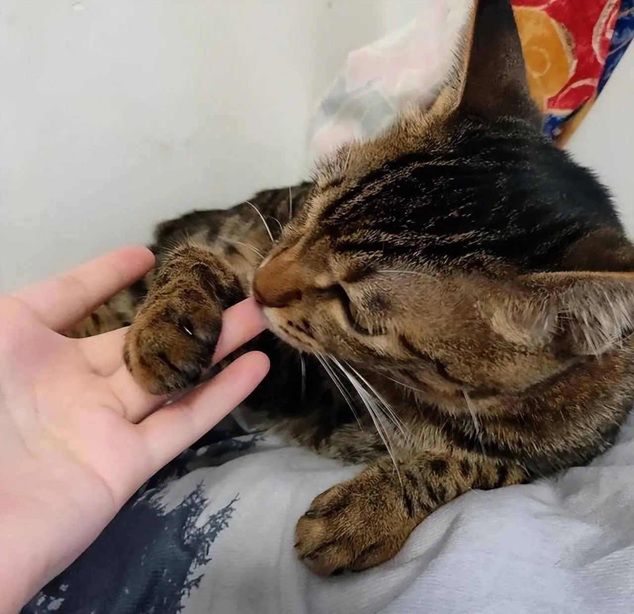 猫咪经常把爪子放在你身上，这是为什么呢？