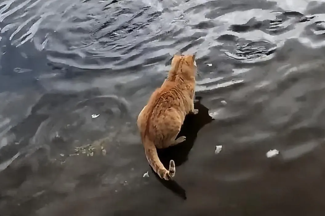 下面是一些夏季养猫的雷区，请主人仔细阅读并重视