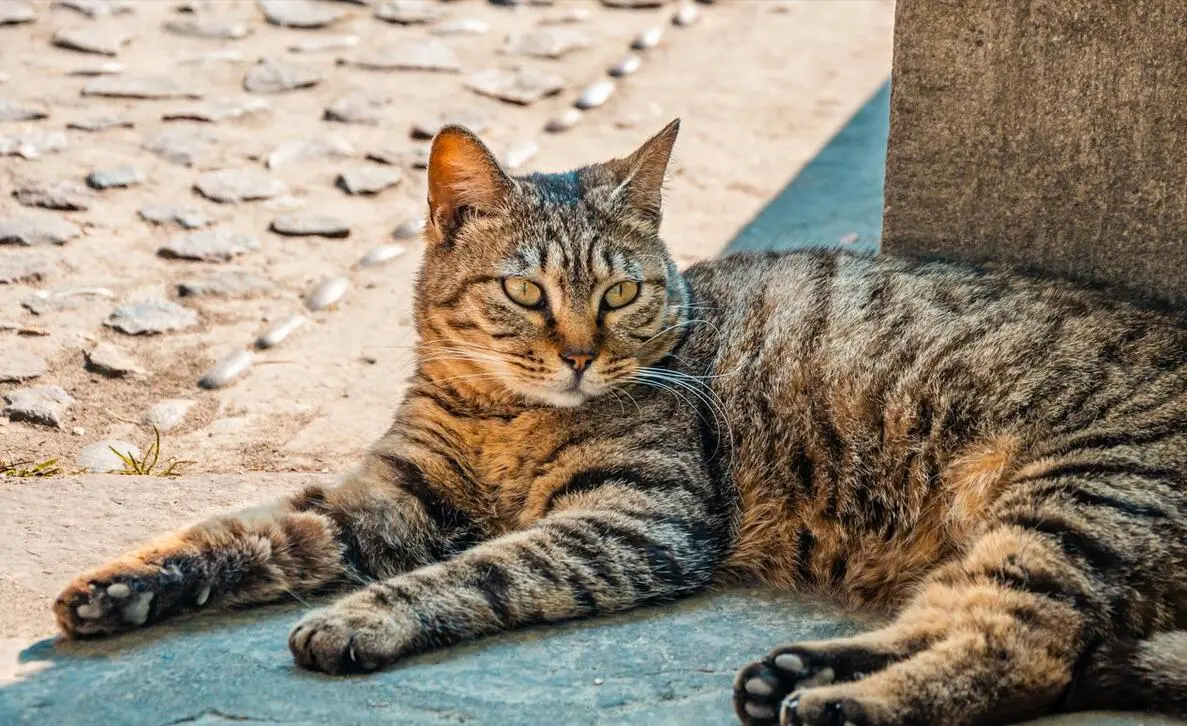 国内卖几十一只的狸花猫，在国外却能卖到上万元，这是为何？