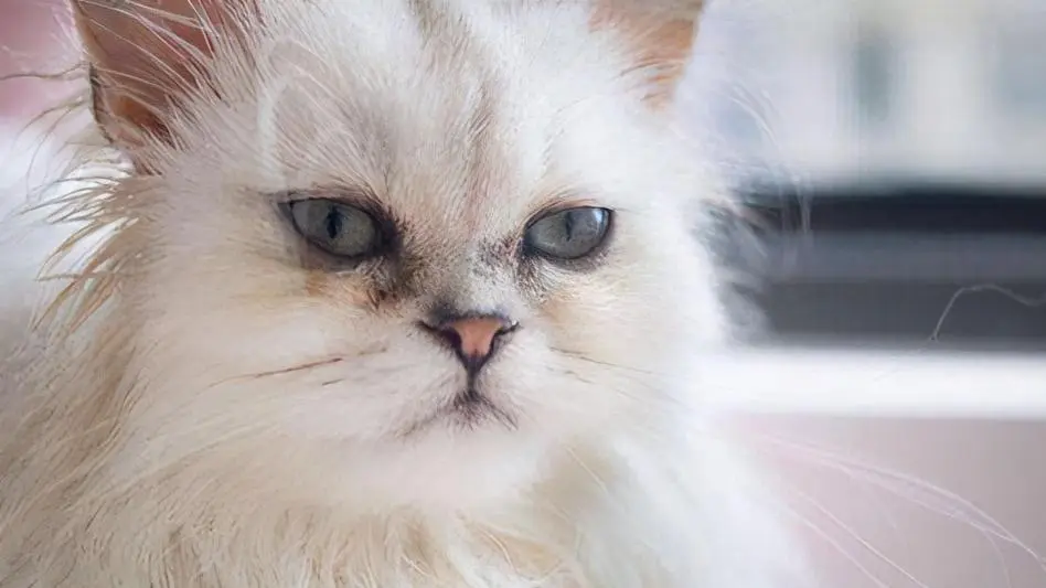 猫中贵族的波斯猫，为什么逐渐惹人嫌？网友：这几点太真实了