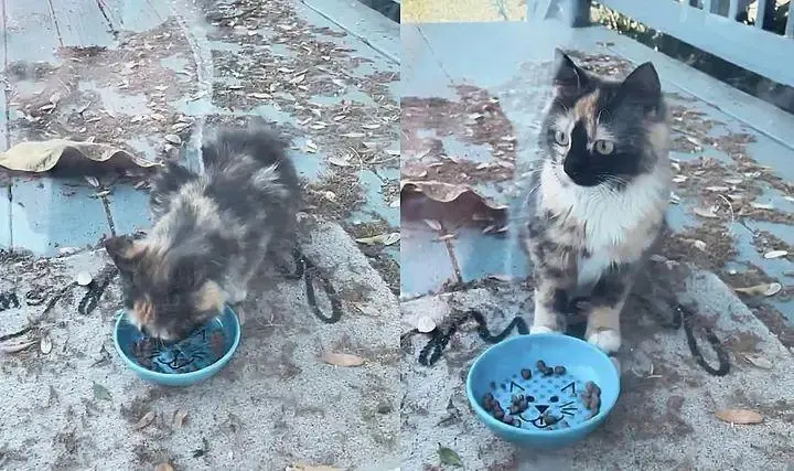三花猫闯进了一户人家的院子，被收养了小三花有家啦！