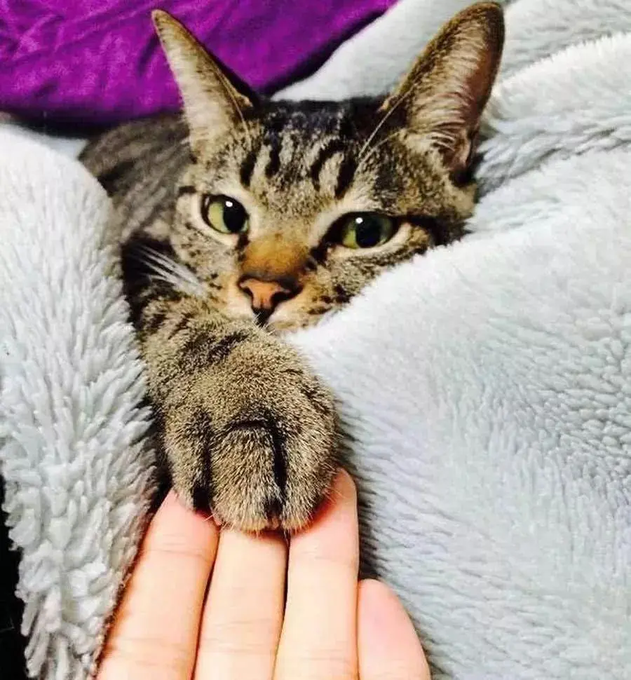 猫咪经常把爪子放在你身上，这是为什么呢？