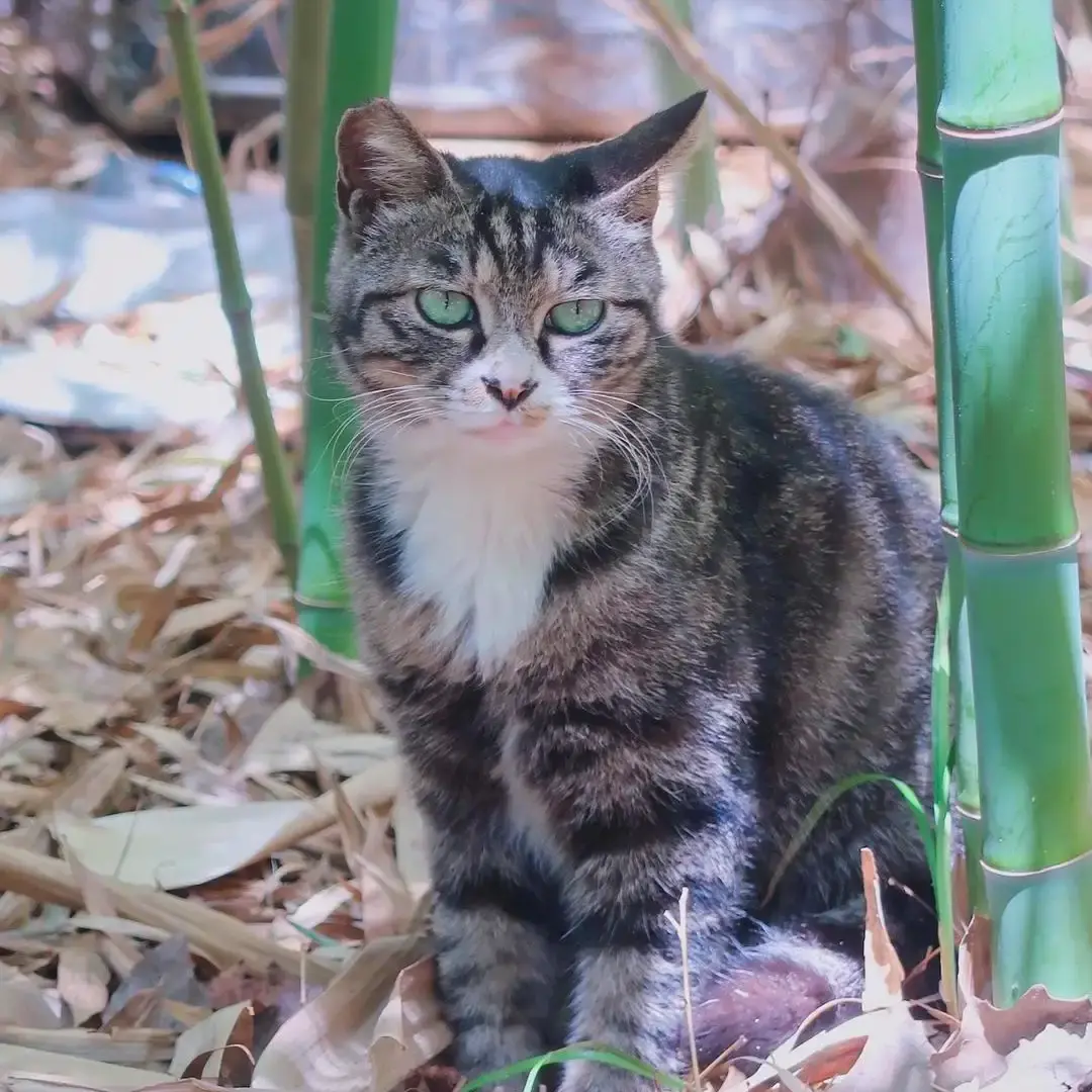 国内卖几十一只的狸花猫，在国外却能卖到上万元，这是为何？