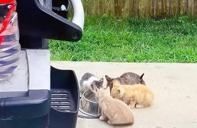 小猫4兄妹每天过来讨食，会敲门的老大被收编，其他小猫跟着沾光