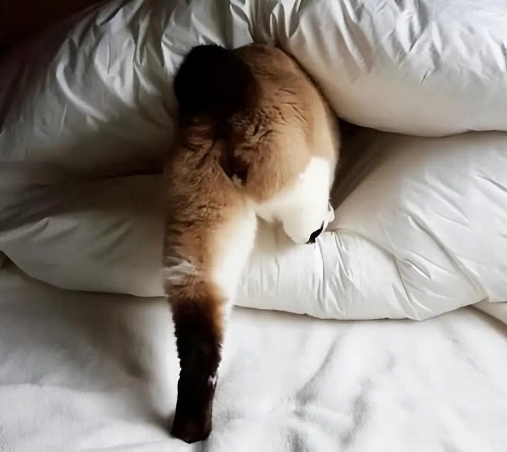 很多猫咪都喜欢睡在主人的身边，你知道含义吗？