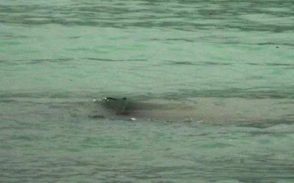 新疆湖泊发现“水怪”，由于湖中神秘生物的体型庞大，村民们也不敢靠近