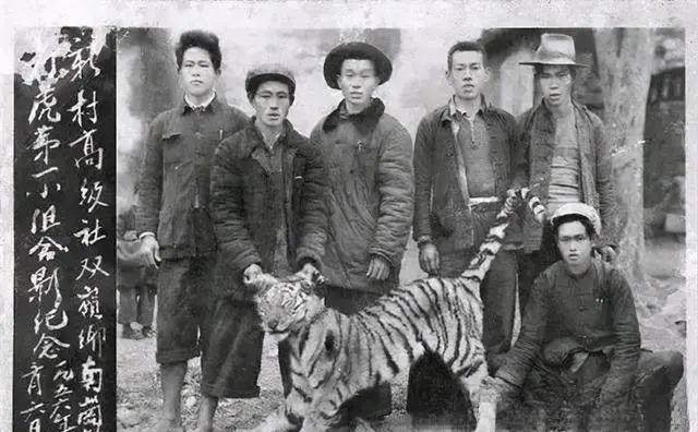 湖南“百虎围村”：无人营救的村民们和上百只老虎对峙了三天三夜！