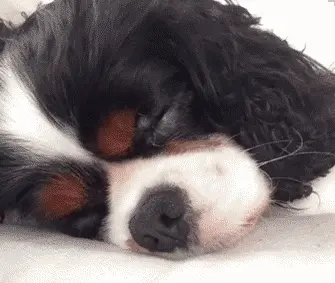 狗狗喜欢睡在宠主的身边，是有什么因素在影响吗？