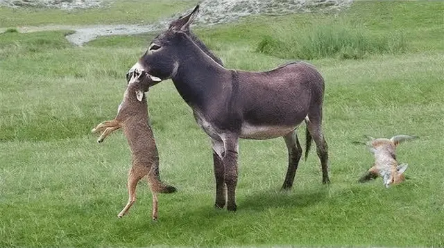 藏野驴霸气逆袭：一个吃素的动物，竟然能咬死食肉动物！