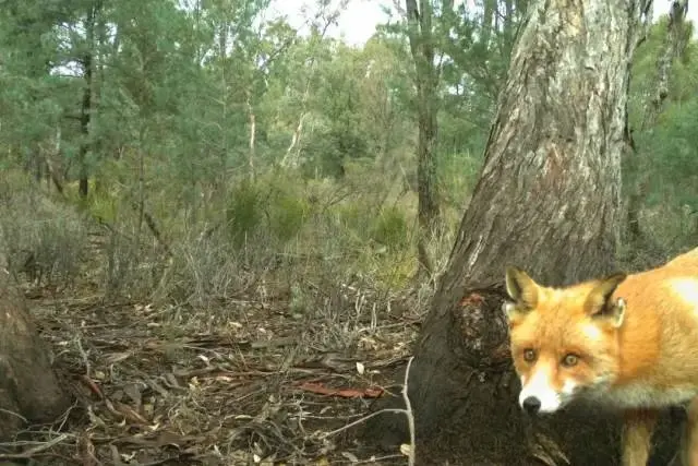 这只狐狸名叫“兰博”——搅黄几百万大计划，人类围剿5年没抓住！
