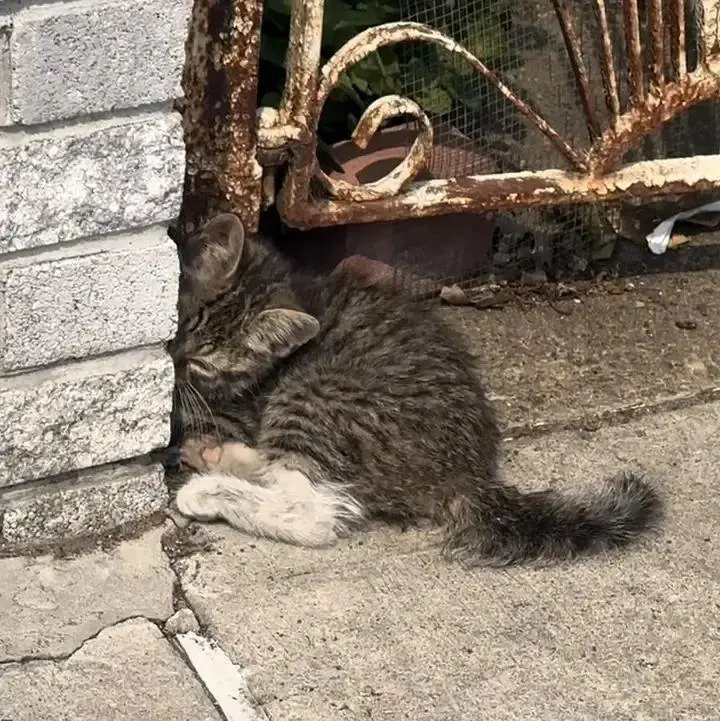 路人发现一只依偎在墙角的小猫，看起来十分疲惫，并且无法行走