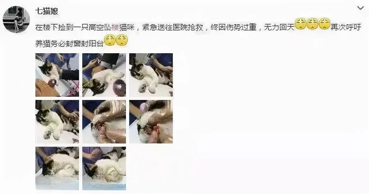 网友：凌晨4点，我家猫从窗户跳了出去，结束了它短暂的一生