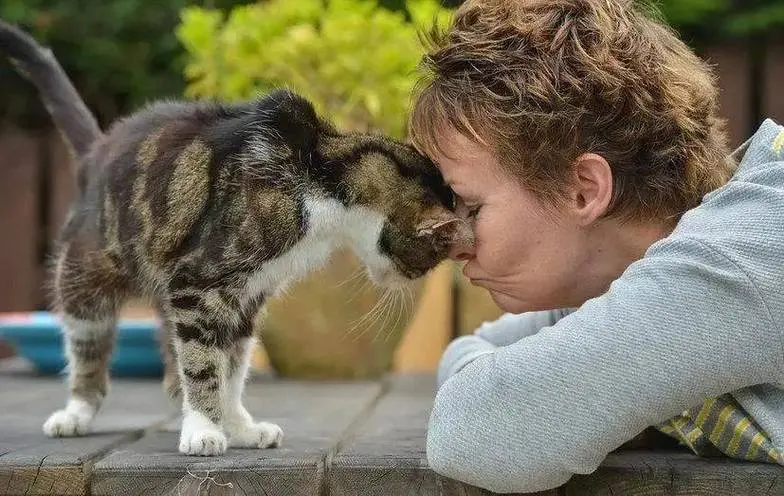 为了让你的猫更爱你，下面是一些你可以采取的措施，让它更爱你！