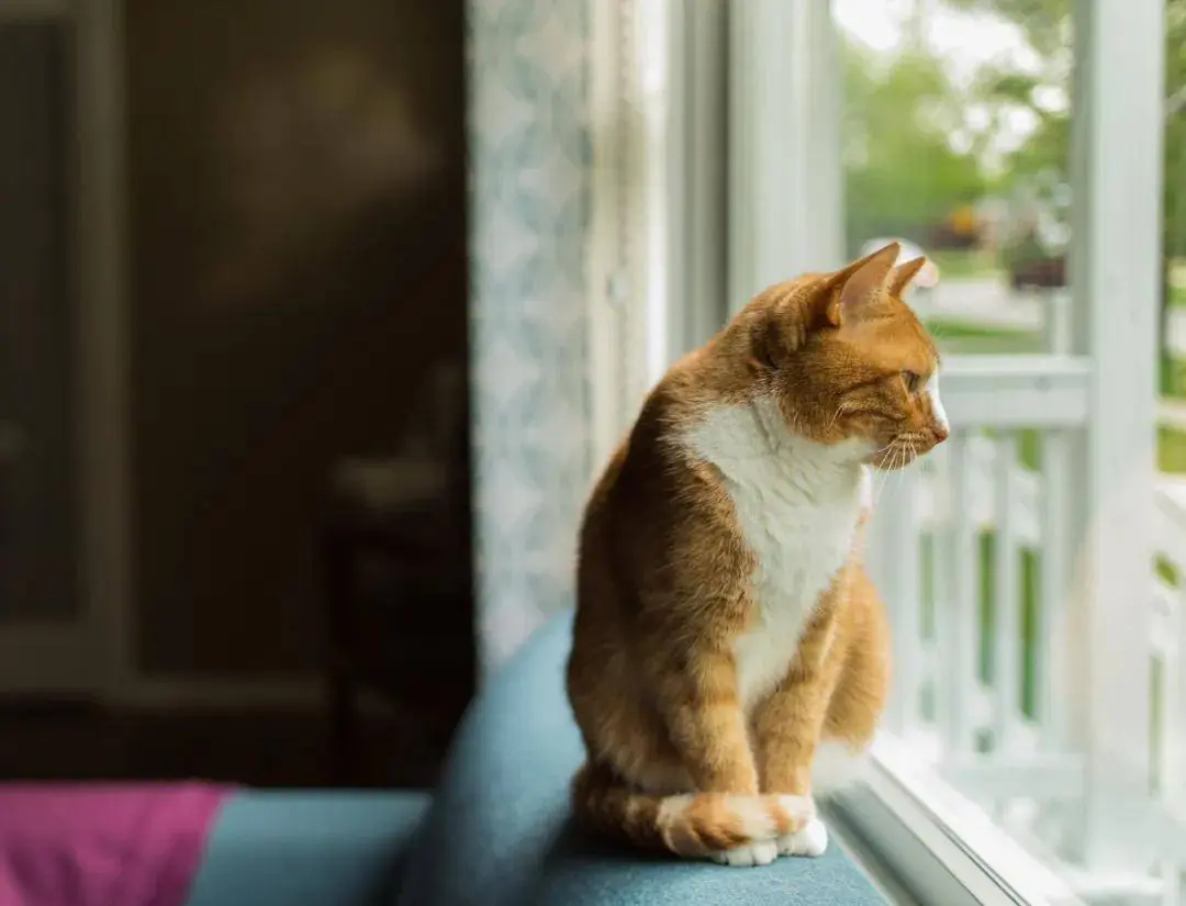 猫咪的尾巴是情绪表达的重要部位之一，这些信号，是它在告诉你这些事！