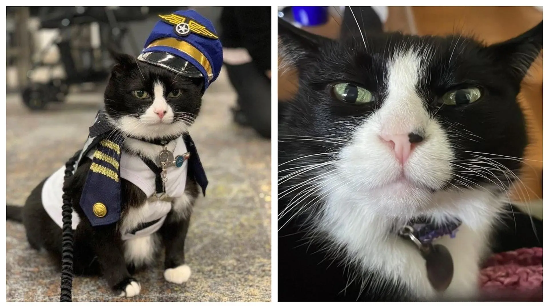 旧金山机场「情绪支援动物队」有新成员！ 黑白猫咪站岗治愈旅客