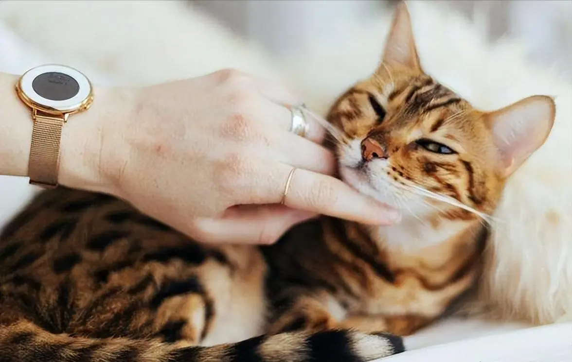 与猫咪“鼻吻”，在猫咪眼里传递着一些特定的含义和情感