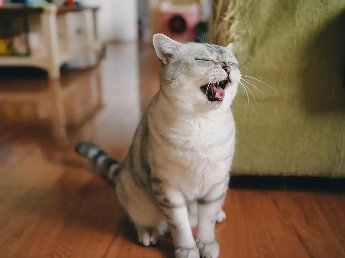 猫咪为什么突然打喷嚏？而你却不知道原因？