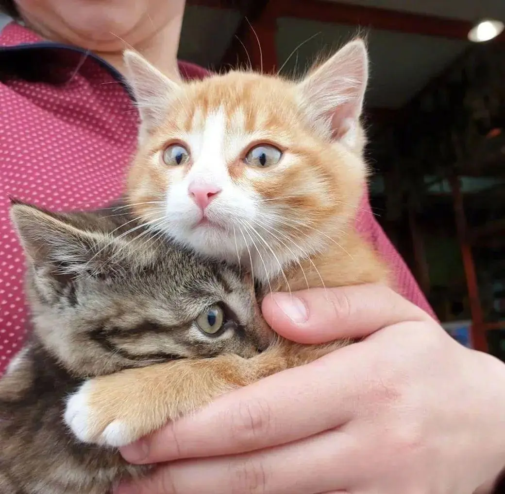 3只被人遗弃的小奶猫，猞猁看到的瞬间，就母！爱！泛！滥！