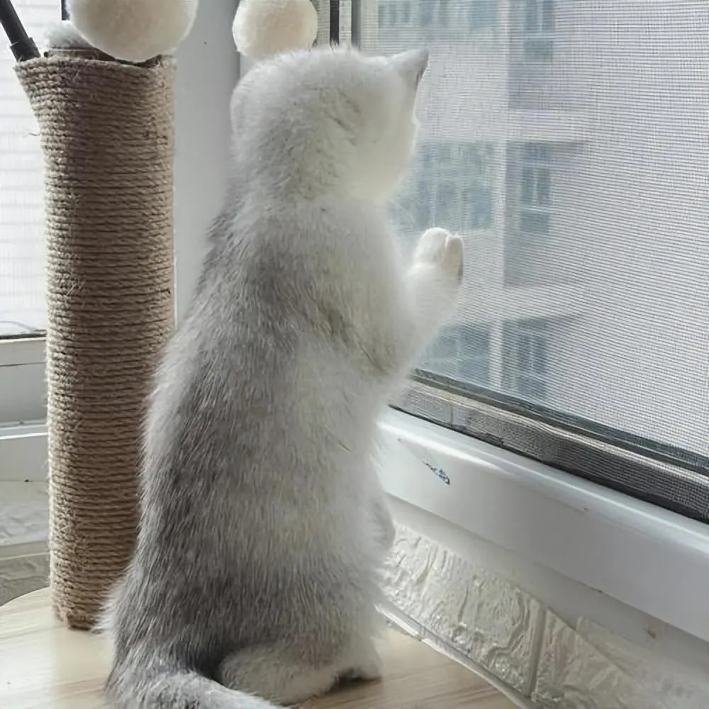 为什么猫咪喜欢看着窗外呢？其实它内心想着这6件事