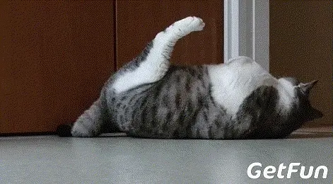 猫咪喜欢“四脚朝天”躺地上，这是为什么呢？