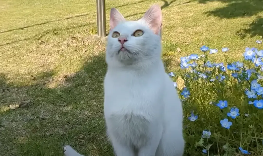 院子里来了一只流浪猫，每次来的时候都非常友好，主动去蹭蹭眼前的人类