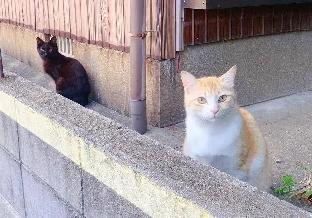 网友遇到一只橘猫，想上去搭讪，没想到半路竟然杀出了一只黑喵