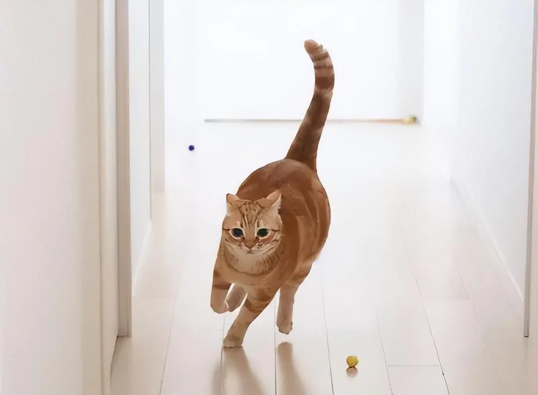 为什么猫咪会满屋子乱跑呢？其实有这几个原因