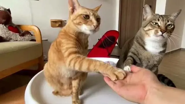你摸猫咪的爪子，那么这时候猫咪会怎么想呢？