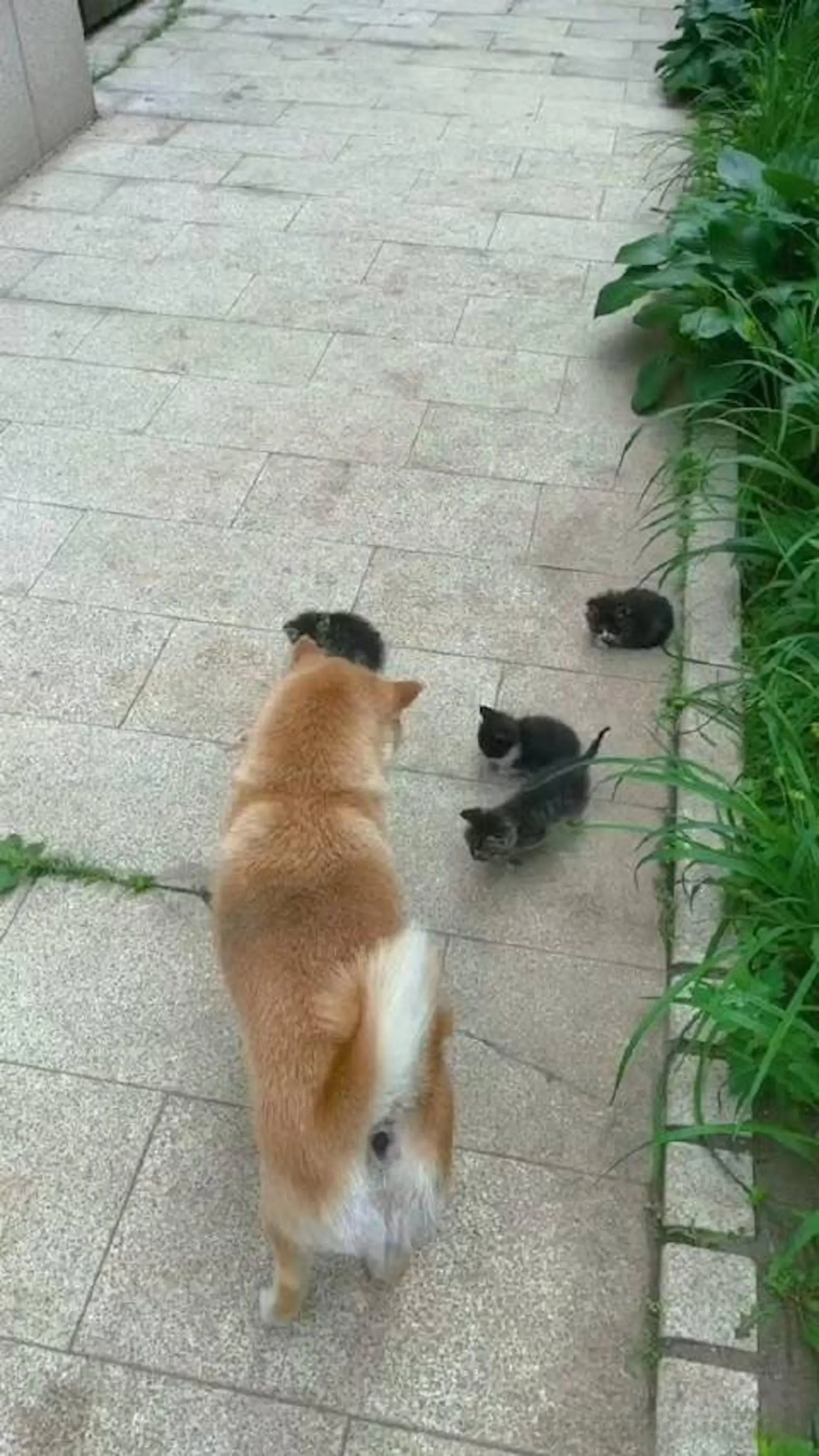 柴犬父爱喷发，主动照顾家门外的5只小猫咪！