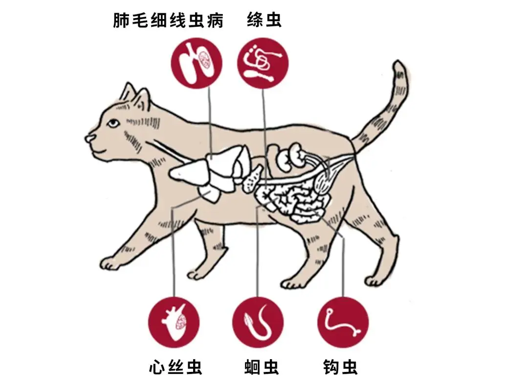 猫咪拉稀便中带血的六个常见原因，并提供相应的解决办法
