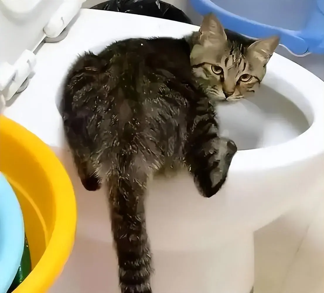 猫咪喝马桶水究竟是出于怎样的心理？它是有什么毛病吗？