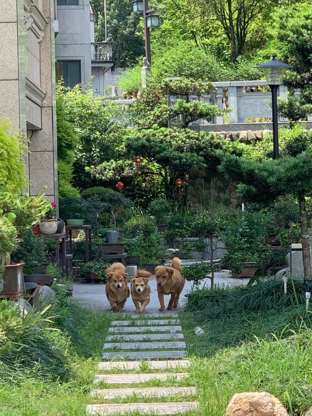 下面是关于狗狗依赖人的表达方式，可以看一下你家的狗中了几条