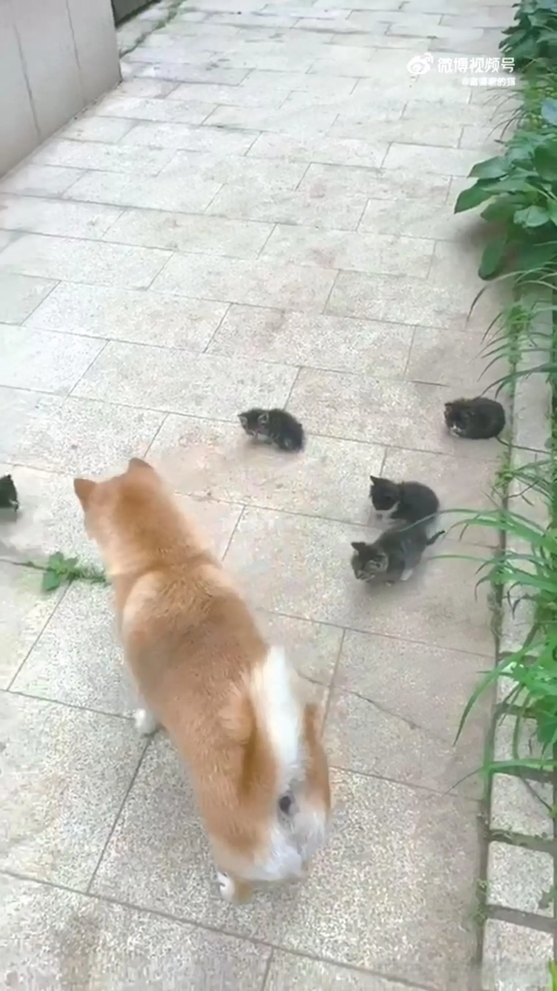 柴犬父爱喷发，主动照顾家门外的5只小猫咪！