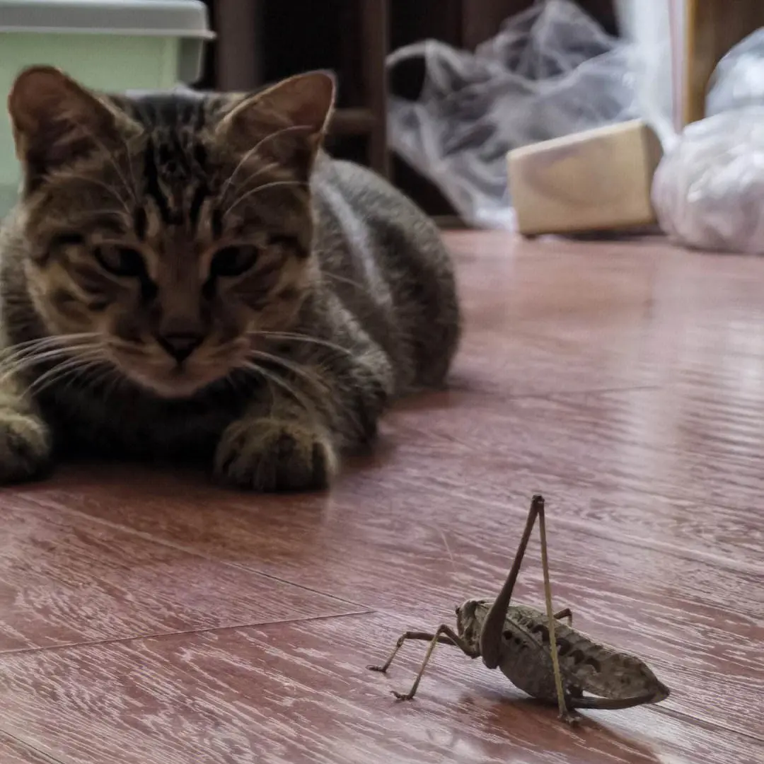 下面是一些夏季养猫的雷区，请主人仔细阅读并重视