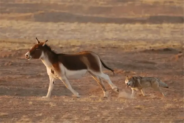 藏野驴霸气逆袭：一个吃素的动物，竟然能咬死食肉动物！