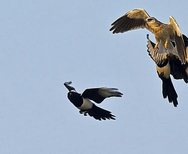 老鹰连毒蛇都吃，却唯独不敢吃喜鹊，其中的原因让人诧异！