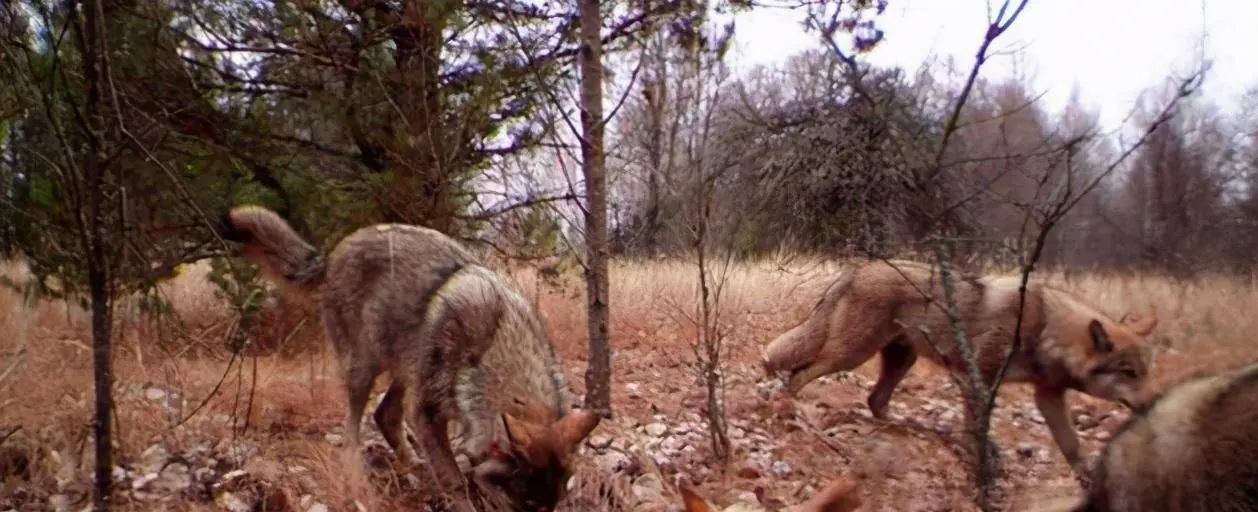 一只“变异狼”从切尔诺贝利地区逃出，虽然基因突变，但它们活了下来