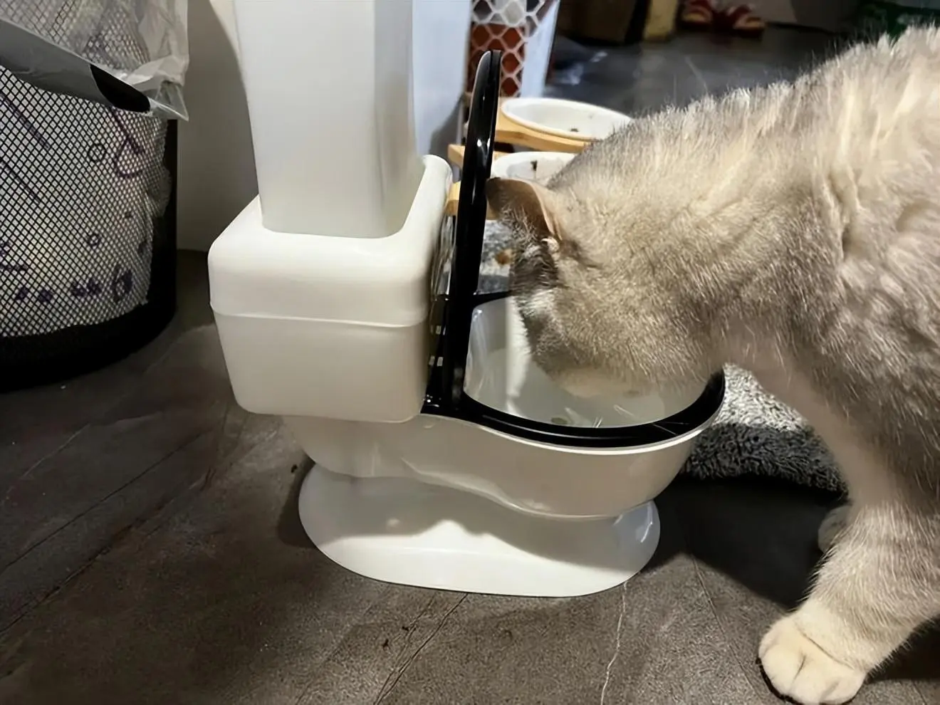 猫咪喝马桶水究竟是出于怎样的心理？它是有什么毛病吗？
