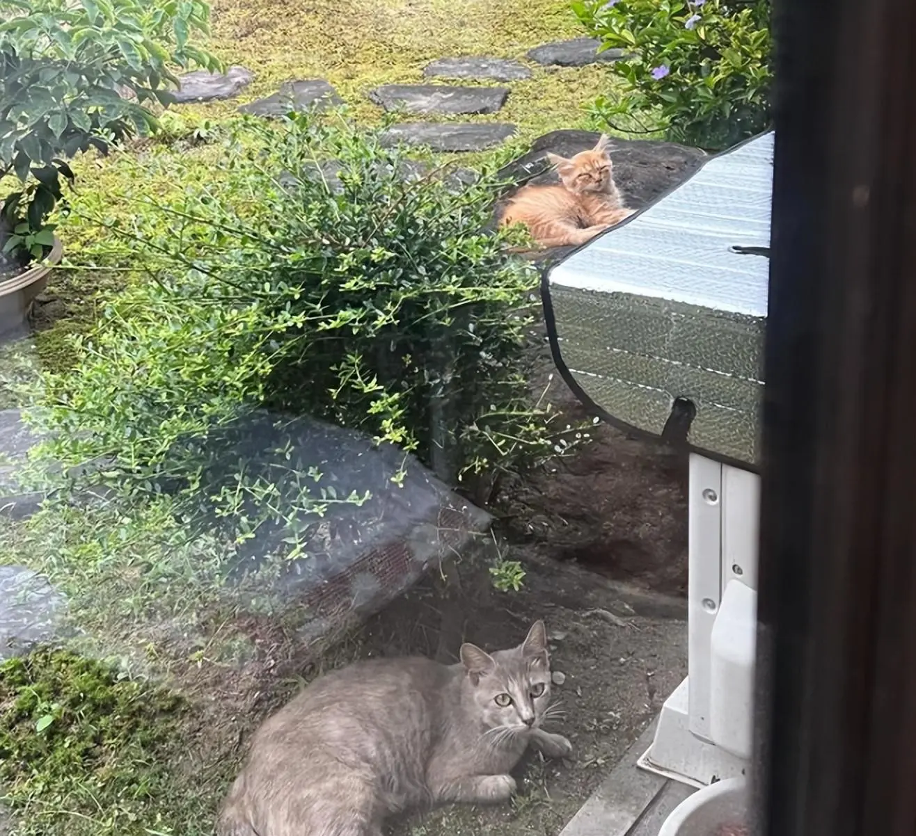 网友在院子里发现流浪猫一家，全家人开始制定养猫计划