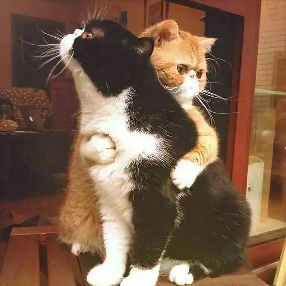 关于猫咪“奇葩”的交配方式，网友：小猫咪可真不容易呀！