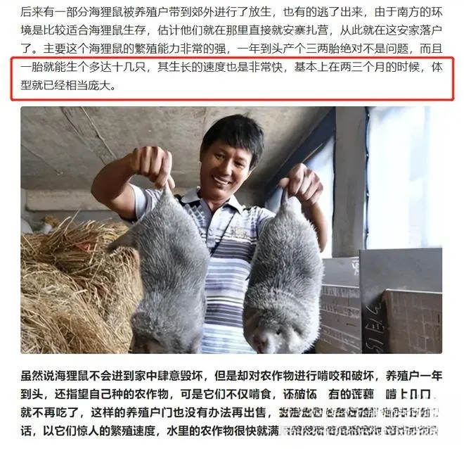 上海多地发现“巨大老鼠”，最大的身长竟然达到50厘米！