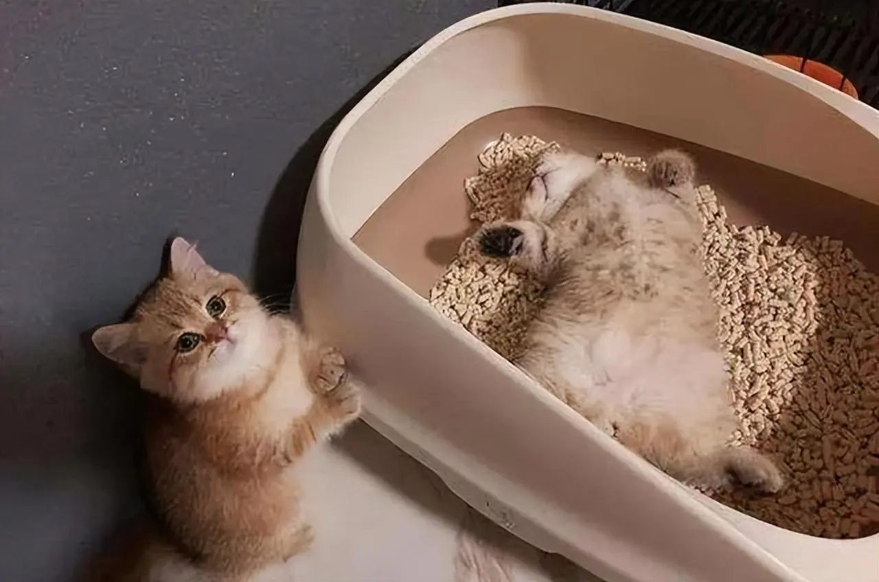 猫为什么喜欢窝在猫砂盆里？它不嫌脏吗？