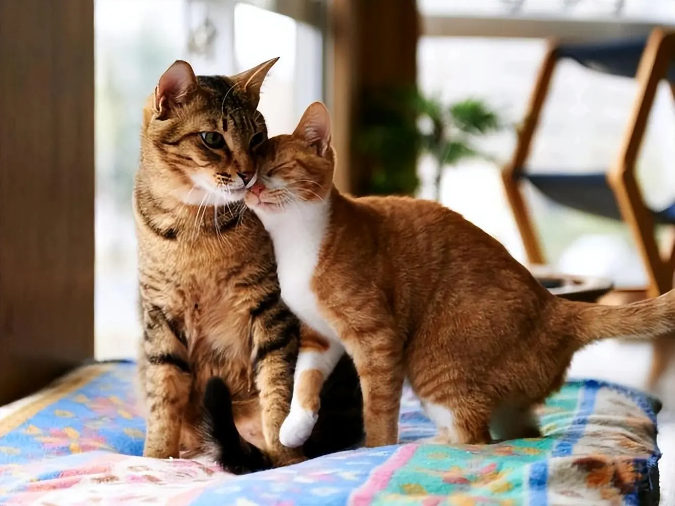 公猫和母亲“近亲繁殖”的原因：难道它们没有道德感？
