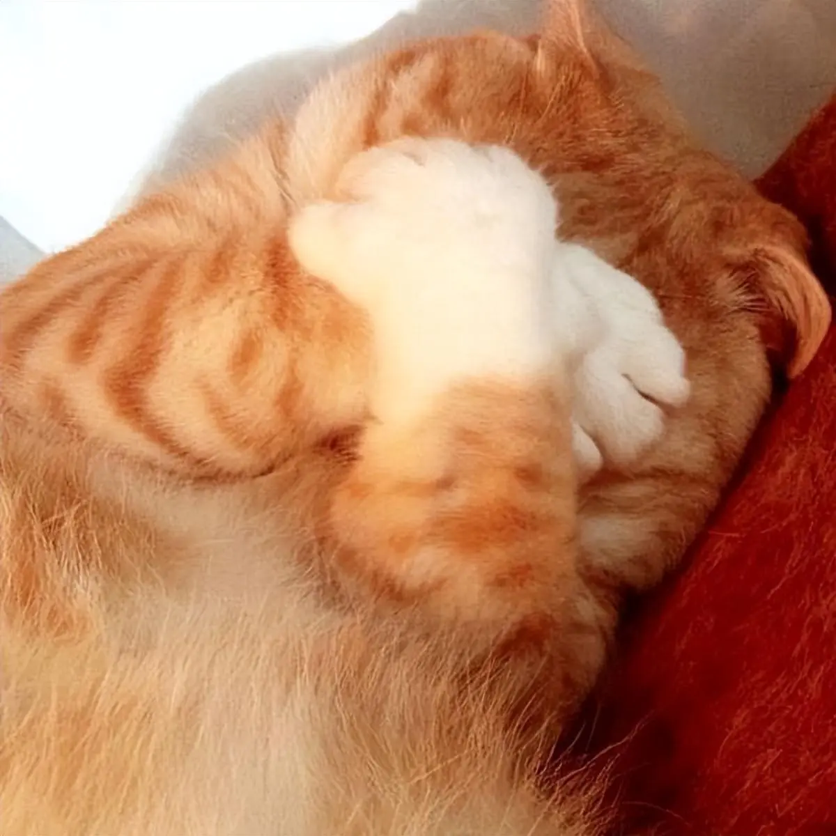 猫咪喜欢“捂脸睡”，其中隐藏了这些心理。你家猫也有过捂脸睡的行为吗？