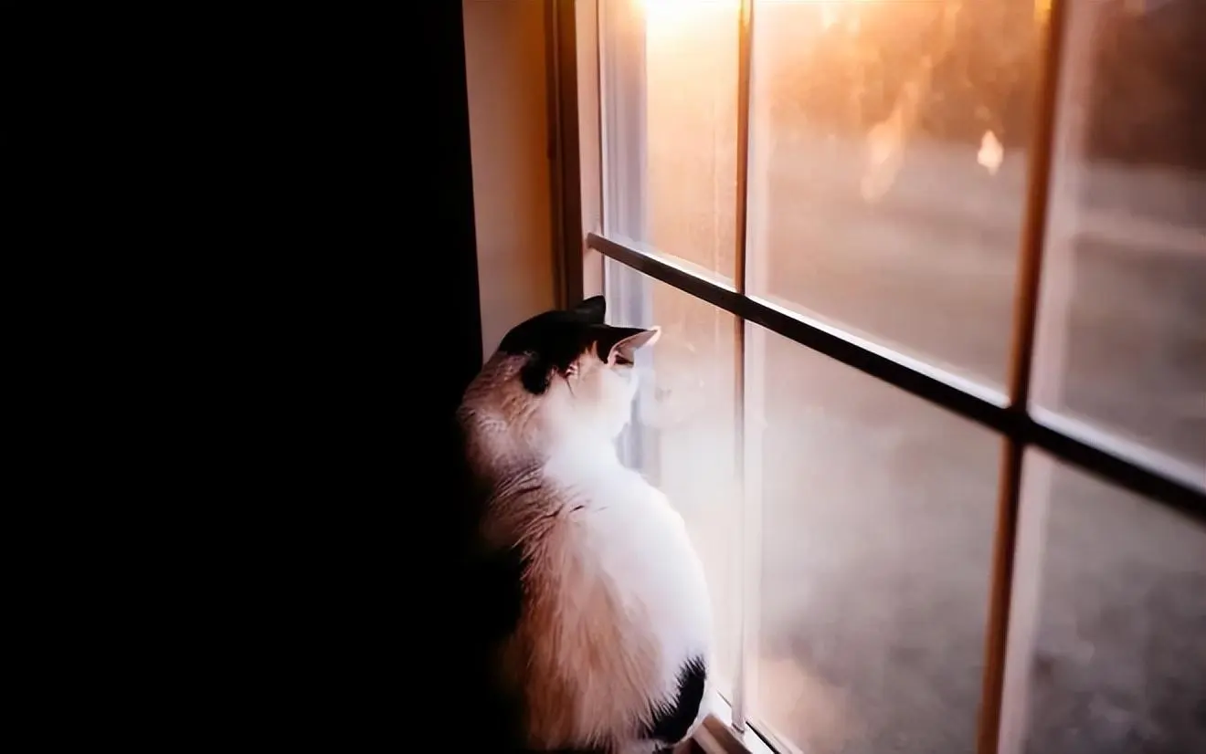 猫咪总盯着屋外，原因有很多，可远远不止你想的那样哦