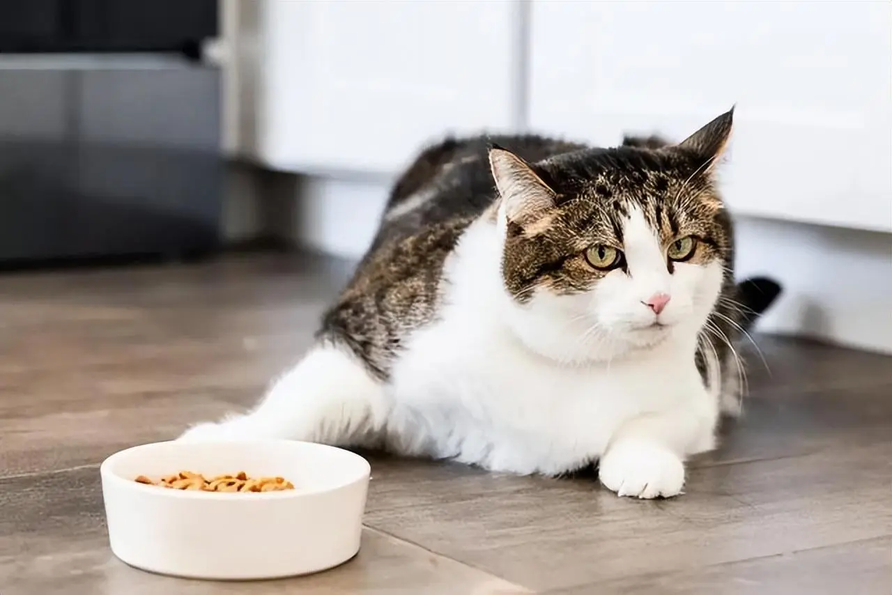 猫咪这5个喂食“误区”，可能会导致不良的影响