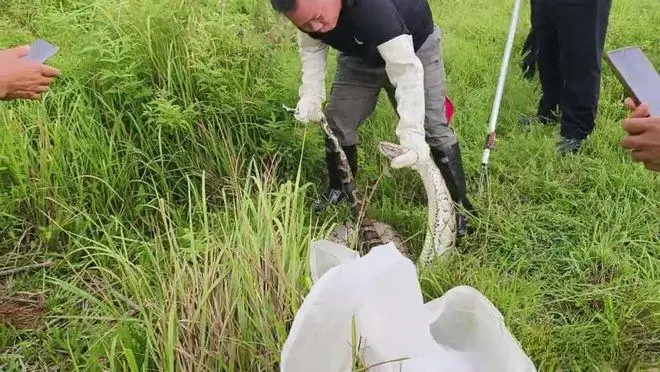 一村庄惊现50斤重大蟒蛇，现场缠死了一头怀胎黑山羊！